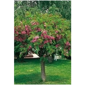 AKACJA ROBINIA na pniu szczepiona miododajna oryginał - sadzonki 140 / 160 cm